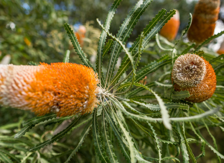 Banksia J THOMAS 1
