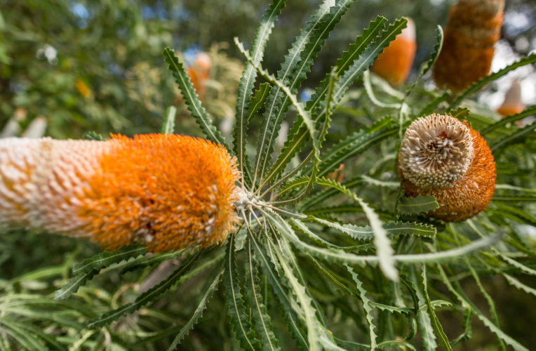 Banksia J THOMAS 1