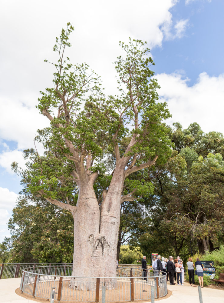 Gija Jumulu Boab Tree by Jason Thomas 1