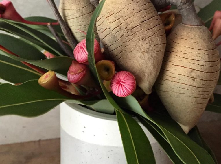 Joost1 NOMA Flowering eucalyptus and woody pear Xylomelum Pyriforme