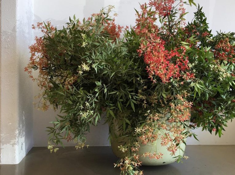 Joost LEE MATTHEWS Christmas Bush