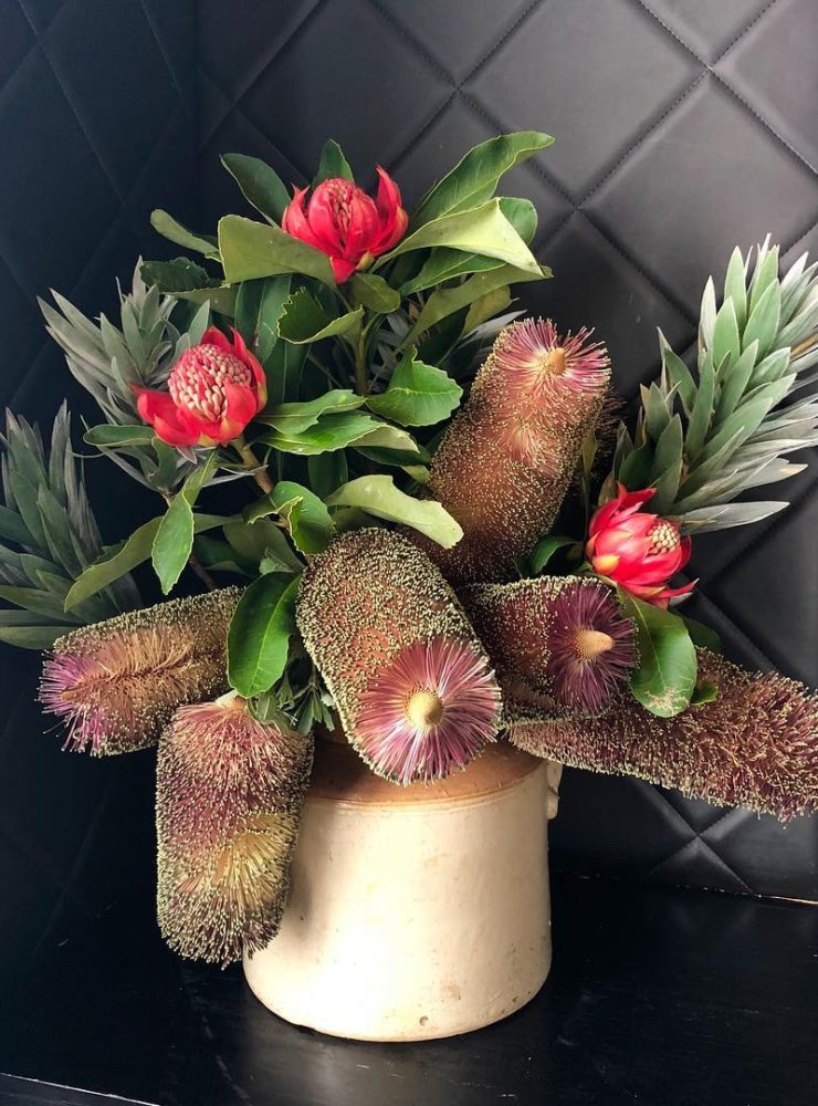 Katie Marx Banksia
