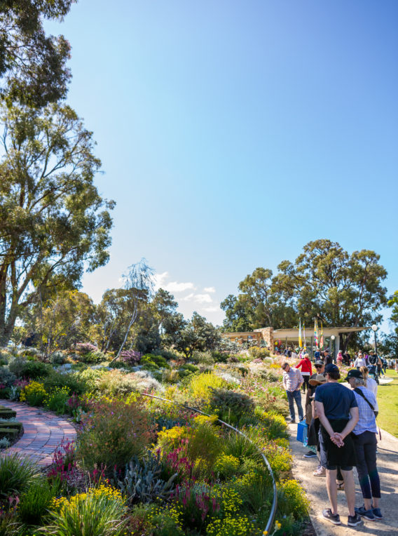Kings Park Festival Photo Jason Thomas