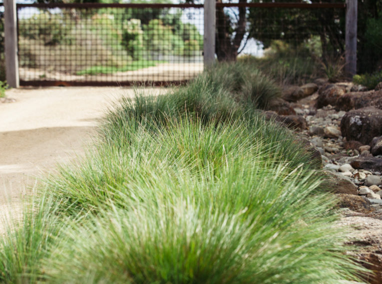 Little Con Lomandra 4