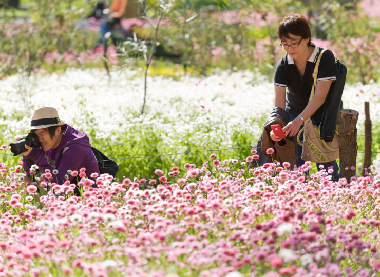 Pink Everlastings J DARCY