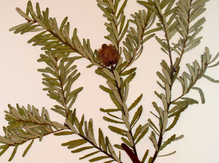 banksia marginata Grampians 2015