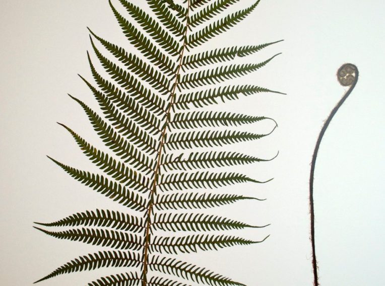 dicksonia antartica