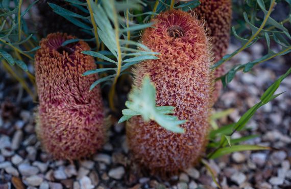 red rocks 197 banksia blechnifolia