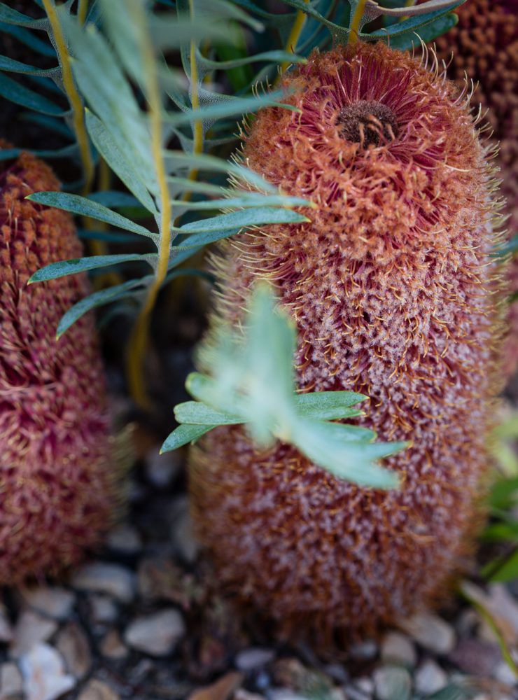 red rocks 197 banksia blechnifolia