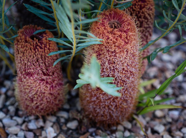 red rocks 197 banksia blechnifolia