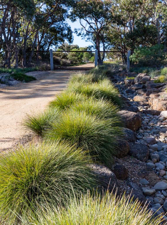 red rocks 444 lomandra confertifolia subsp. seascape