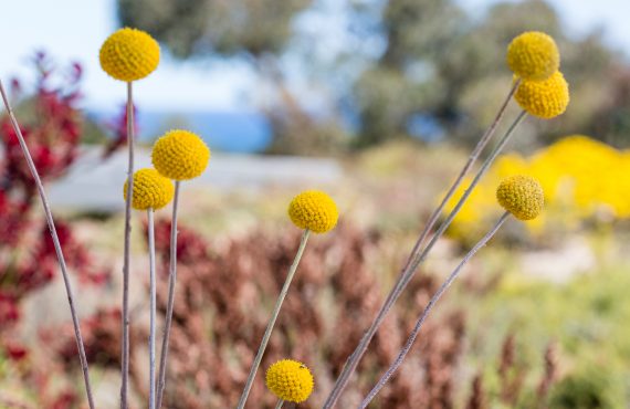 red rocks 76 pycnosorus globosus billy buttons