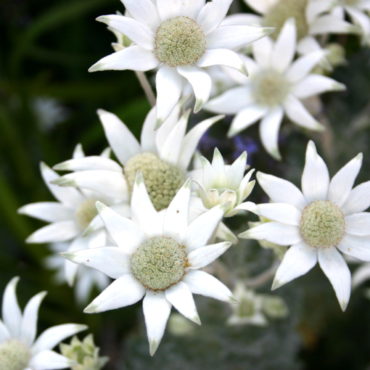 1 Actinotus helianthi Flannel flower