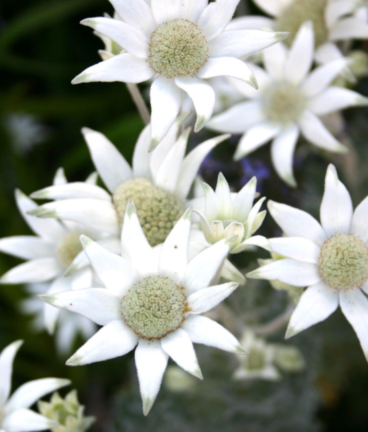 1 Actinotus helianthi Flannel flower