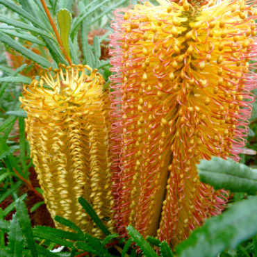 1 Banksia Stumpy Gold