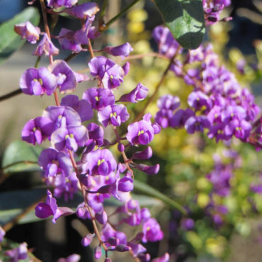 1 Hardenbergia violacea Happy Wanderer