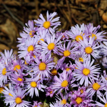 1 Olearia homolepis