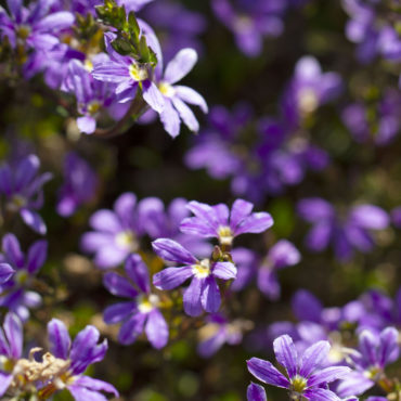 1 Scaevola spp IMG 3857