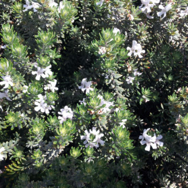 1 Westringia fruiticosa ‘Flat ‘n Fruity’