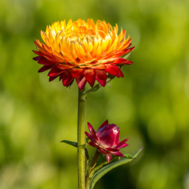 1 Xerochrysum bracteatum – paper daisy