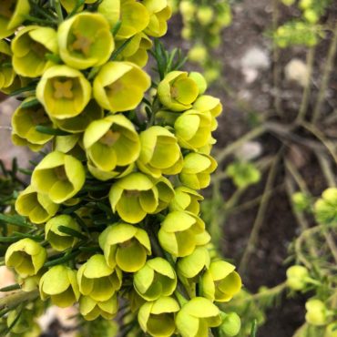 1 Yellow Boronia flowers