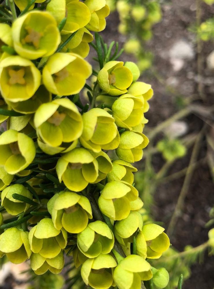 1 Yellow Boronia flowers