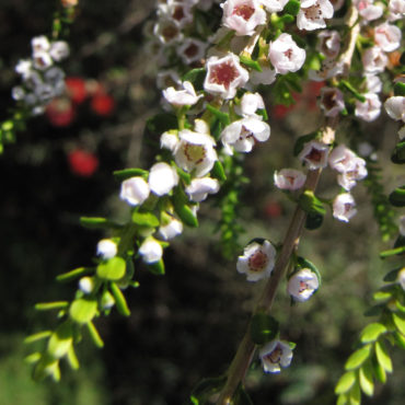1 thryptomene fc payne crop
