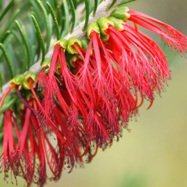 107567 onesided bottlebrush hero