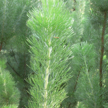 2 Adenanthos sericeus Silver streak2 Westflora Russell Dahms