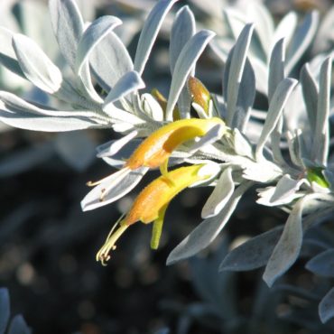 2 Eremophila glabra ‘Kalbarri Carpet’