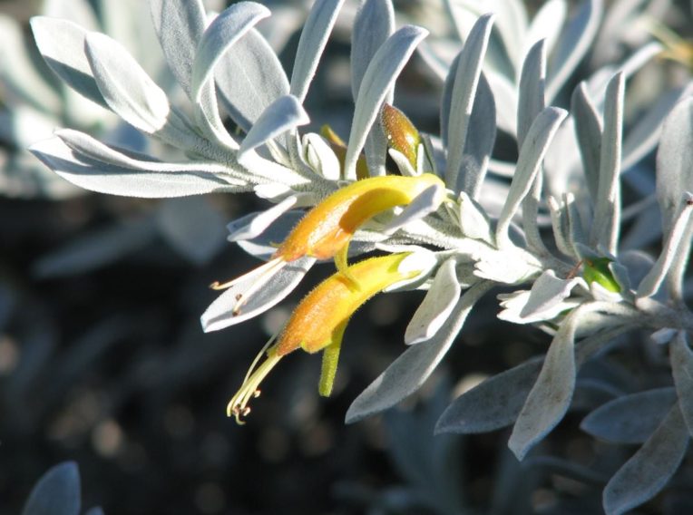 2 Eremophila glabra ‘Kalbarri Carpet’
