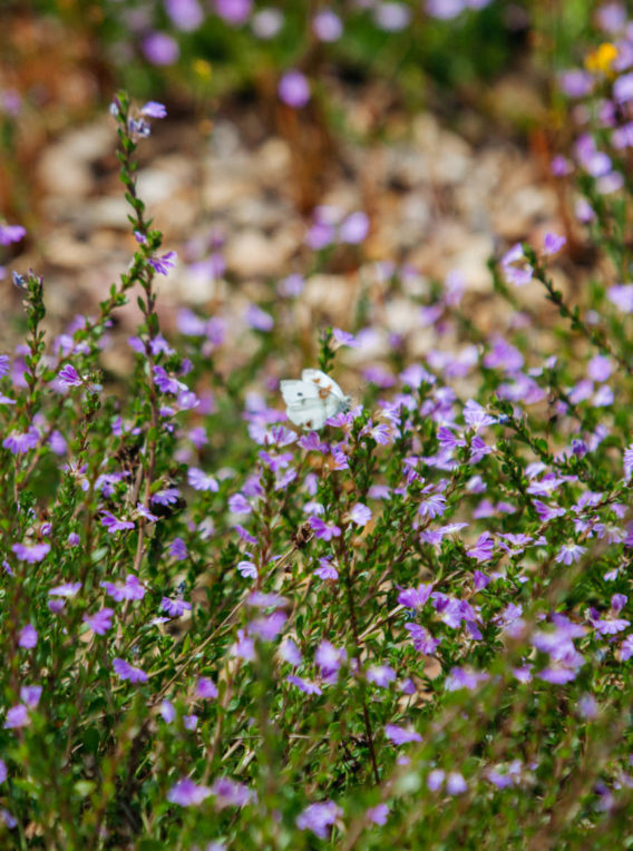 4 Scaevola ‘Super Clusters’
