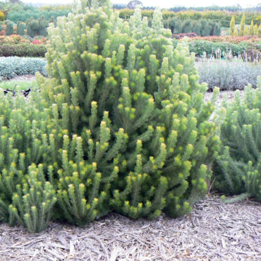 Adenanthos sericeus