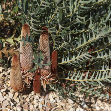 Banksia blechnifolia 17W7660