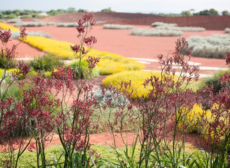 Cranbourne kangaroo paw