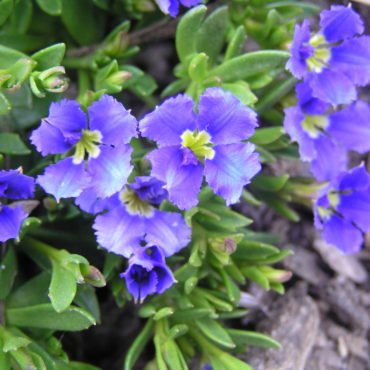 Dampiera diversifolia kangaroo lobelia