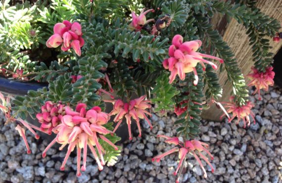 Grevillea lanigera Mt Tamboritha 1