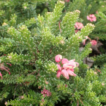 Grevillea lanigera Mt Tamboritha 3