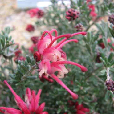 Grevillea Winter Delight