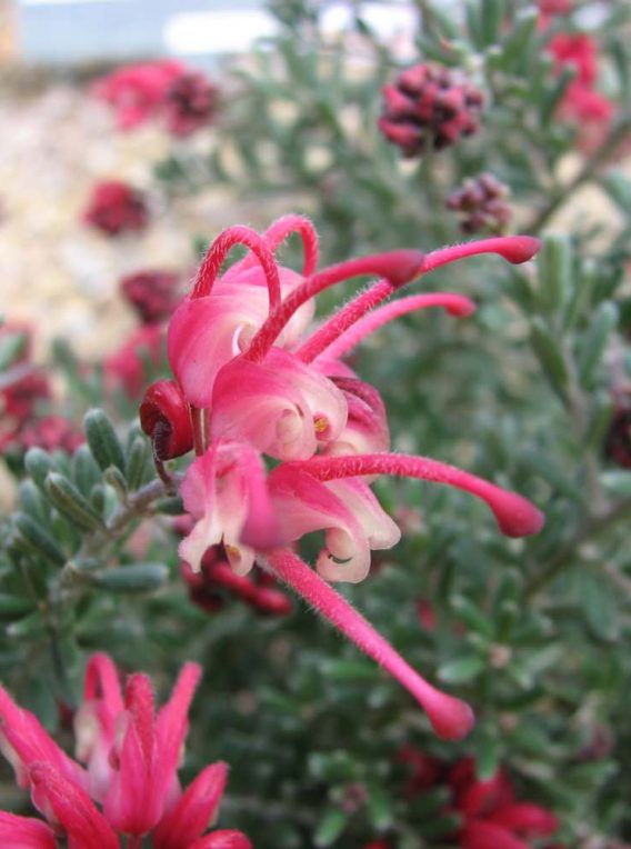Grevillea Winter Delight