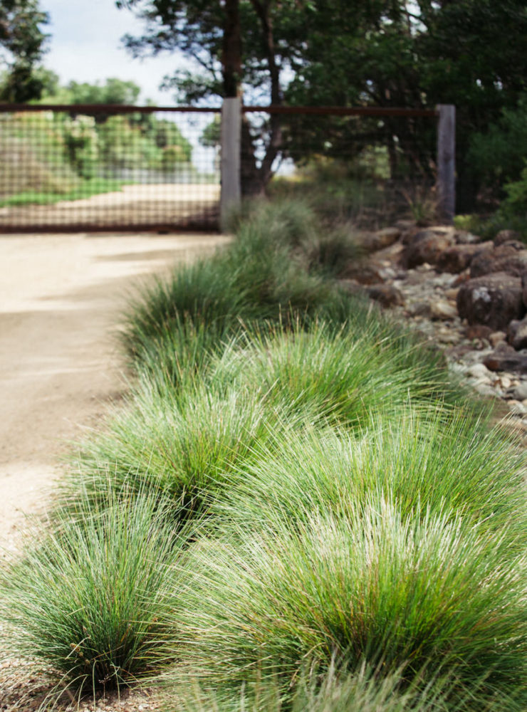 Little Con Lomandra 2