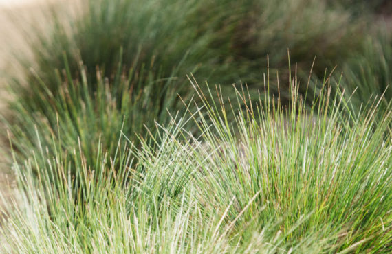 Little Con Lomandra 3