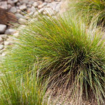 Little Con Lomandra