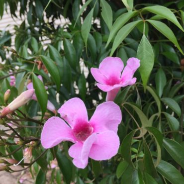 Photo Pandorea ‘Southern Belle’ 1