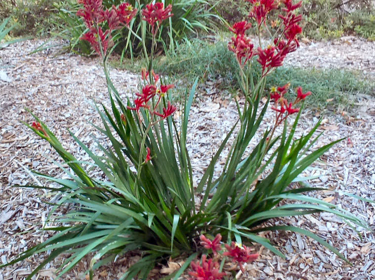 anigozanthos kangaroo paw bush fury 3