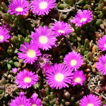 disphyma crassifolia native pigface hot stuff 2