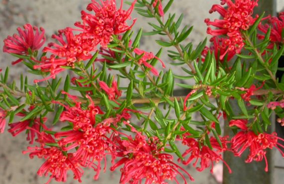 grevillea hybrid new blood 1