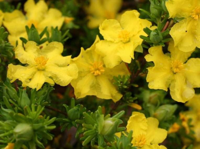 hibbertia guinea flower golden sunburst 1
