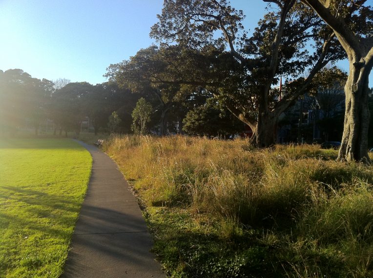 Kirsty Kendall PAPP native meadow bounding Cleveland Street