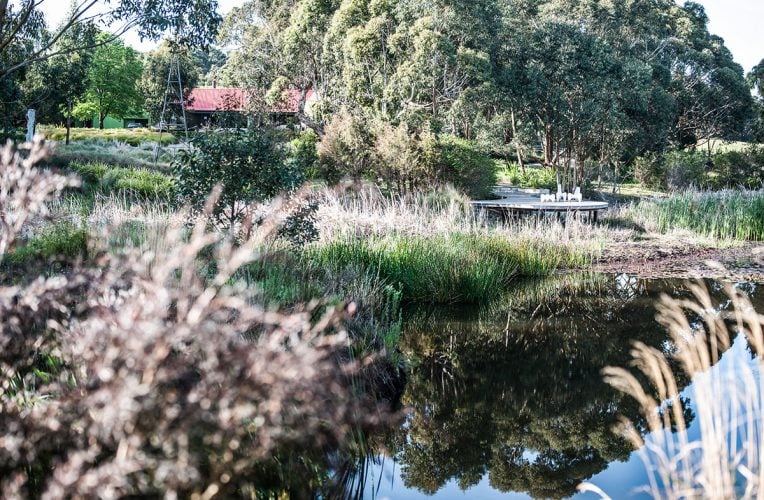 a gardener s sanctuary natives flora around pond